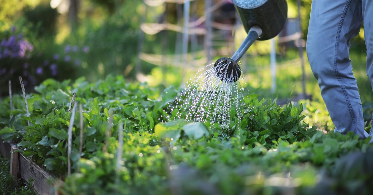 Créer de l’ombre au potager : 4 solutions naturelles