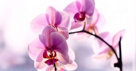 Protéger les orchidées de la chaleur : les soins à apporter en été