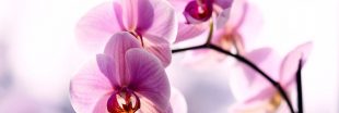 Protéger les orchidées de la chaleur : les soins à apporter en été