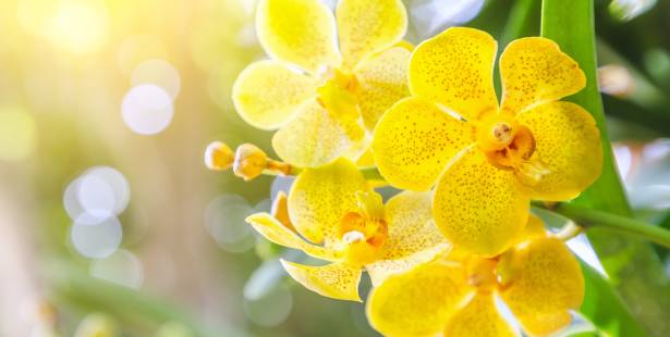 Une orchidée jaune