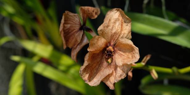 Une orchidée sèche