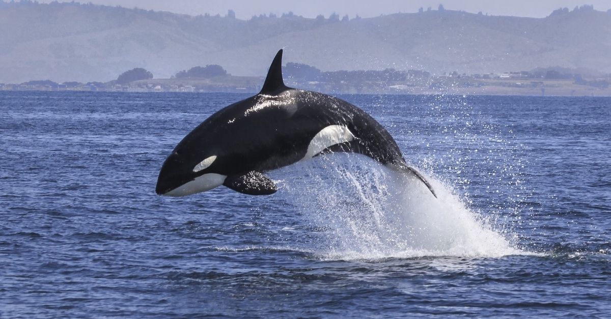L'orque morte dans la Seine avait une balle dans le crâne L'orque morte dans la Seine avait une balle dans le crâne