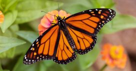 Les papillons menacés d’extinction ? Un rapport alerte sur leur disparition