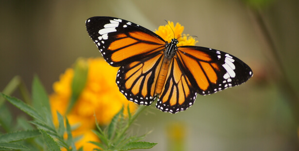papillon monarque