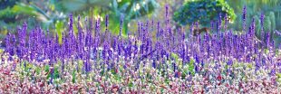 Des plantes vivaces fleuries pour un jardin coloré tout l'été !