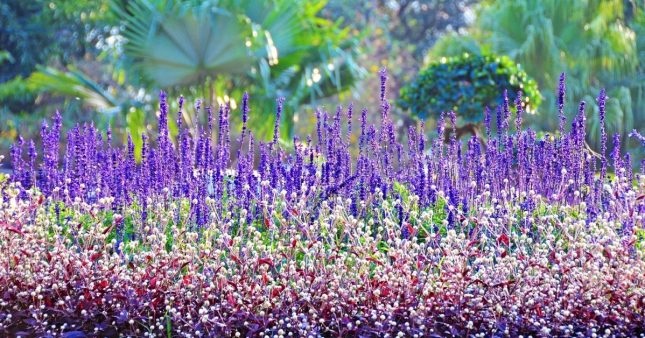 Des plantes vivaces fleuries pour un jardin coloré tout l’été !