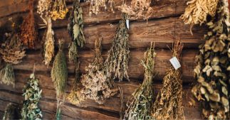 15 plantes médicinales à cultiver au jardin pour une pharmacie naturelle 15 plantes médicinales à cultiver au jardin pour une pharmacie naturelle