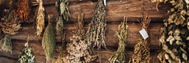 15 plantes médicinales à cultiver au jardin