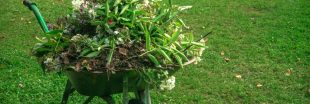 Sécheresse : les plantes à tailler en été pour les aider à résister