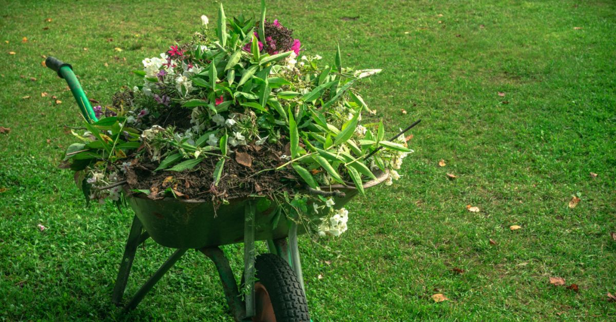Sécheresse : les plantes à tailler en été pour les aider à résister Sécheresse : les plantes à tailler en été pour les aider à résister