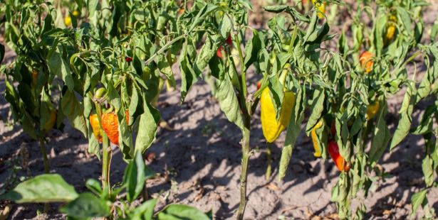 Des poivrons au potager