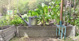 Préparer son potager aux vacances : astuces pour le retrouver en forme ! Préparer son potager aux vacances : astuces pour le retrouver en forme !