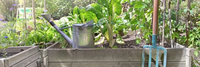 Prendre soin de son potager pendant les vacances