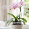 Protéger les orchidées de la chaleur : les soins à apporter en été Protéger les orchidées de la chaleur : les soins à apporter en été