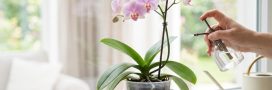 Protéger les orchidées de la chaleur : les soins à apporter en été Protéger les orchidées de la chaleur : les soins à apporter en été
