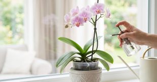 Protéger les orchidées de la chaleur : les soins à apporter en été