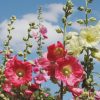 Un beau jardin sans arrosage ? C'est possible avec les bonnes plantes ! Un beau jardin sans arrosage ? C'est possible avec les bonnes plantes !