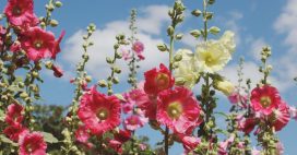 Un beau jardin sans arrosage ? C’est possible avec les bonnes plantes ! Un beau jardin sans arrosage ? C’est possible avec les bonnes plantes !