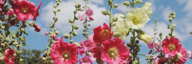Des roses trémières