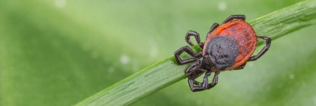 Un jardin anti tiques