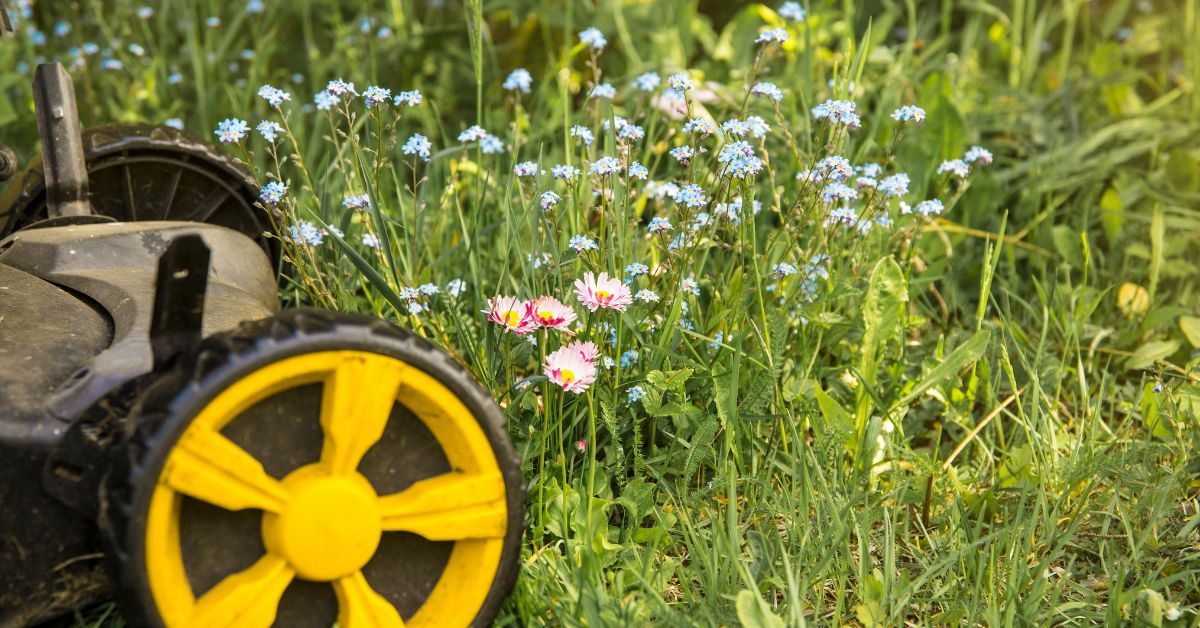 Canicule et gazon : la tonte différenciée, manière de tondre idéale en été Canicule et gazon : la tonte différenciée, manière de tondre idéale en été