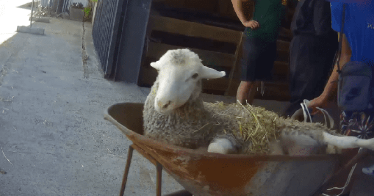 Plainte de l'association L214 pour 'complicité d'abattage d'animaux' clandestin lors de l'Aïd-el-Kébir