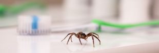 5 odeurs détestées par les araignées pour les éloigner de la maison