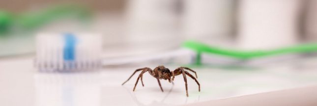 Une araignée dans une salle de bain