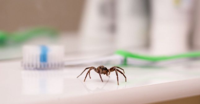 Une araignée dans une salle de bain