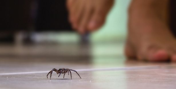 une araignée au sol
