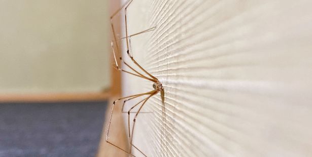 Une araignée à la maison