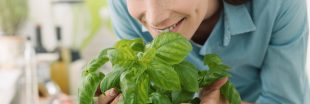 Le basilic cache des vertus santé que beaucoup ignorent Le basilic cache des vertus santé que beaucoup ignorent