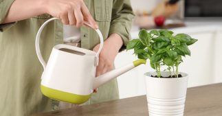 Découvrez le basilic et ses vertus Découvrez le basilic et ses vertus