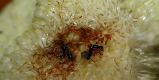 Insecte blastophage dans une figue