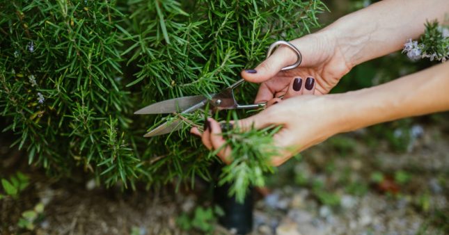 Réaliser des boutures de romarin