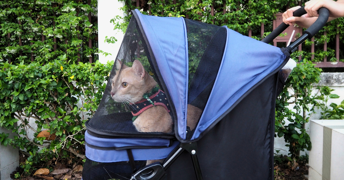 Certaines personnes traitent leur animal comme un humain, voici pourquoi Certaines personnes traitent leur animal comme un humain, voici pourquoi