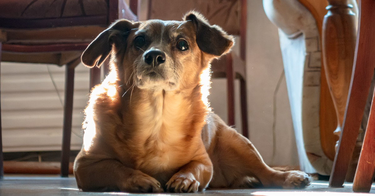 Le bruit, un supplice pour les animaux Le bruit, un supplice pour les animaux