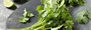 Coriandre fraîche, des vertus pour votre santé aussi !