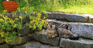 Aménager son jardin avec des pierres naturelles : 8 idées de déco authentique Aménager son jardin avec des pierres naturelles : 8 idées de déco authentique