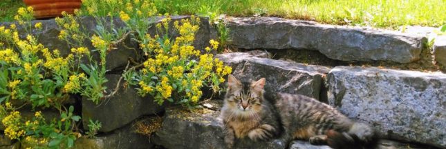 Décorer le jardin avec de la pierre naturelle
