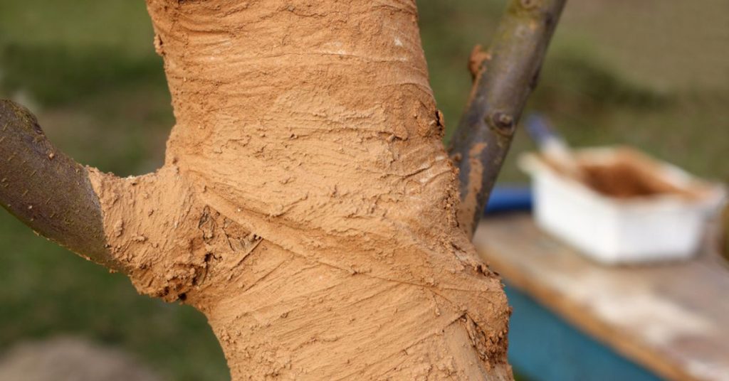 Scellant D'élagage d'arbre, Mastic Cicatrisant Arbre Bonsaï Baume pour  Plaies Blessure Scellant pour La Greffe De Jardin, Cicatrisant Et  Protecteur pour La Greffe De Jardin(100G) : : Jardin