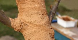 Fabriquer un mastic cicatrisant pour arbres et arbustes : 3 recettes
