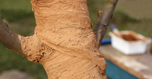 Fabriquer son mastic cicatrisant pour arbres et arbustes