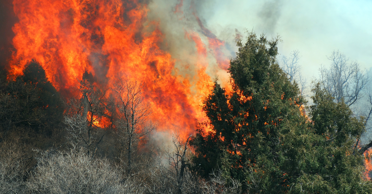 Déforestation : la surface de forêt par habitant en baisse de 60% Déforestation : la surface de forêt par habitant en baisse de 60%