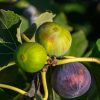 Mes figues ne mûrissent pas et tombent, que faire ?