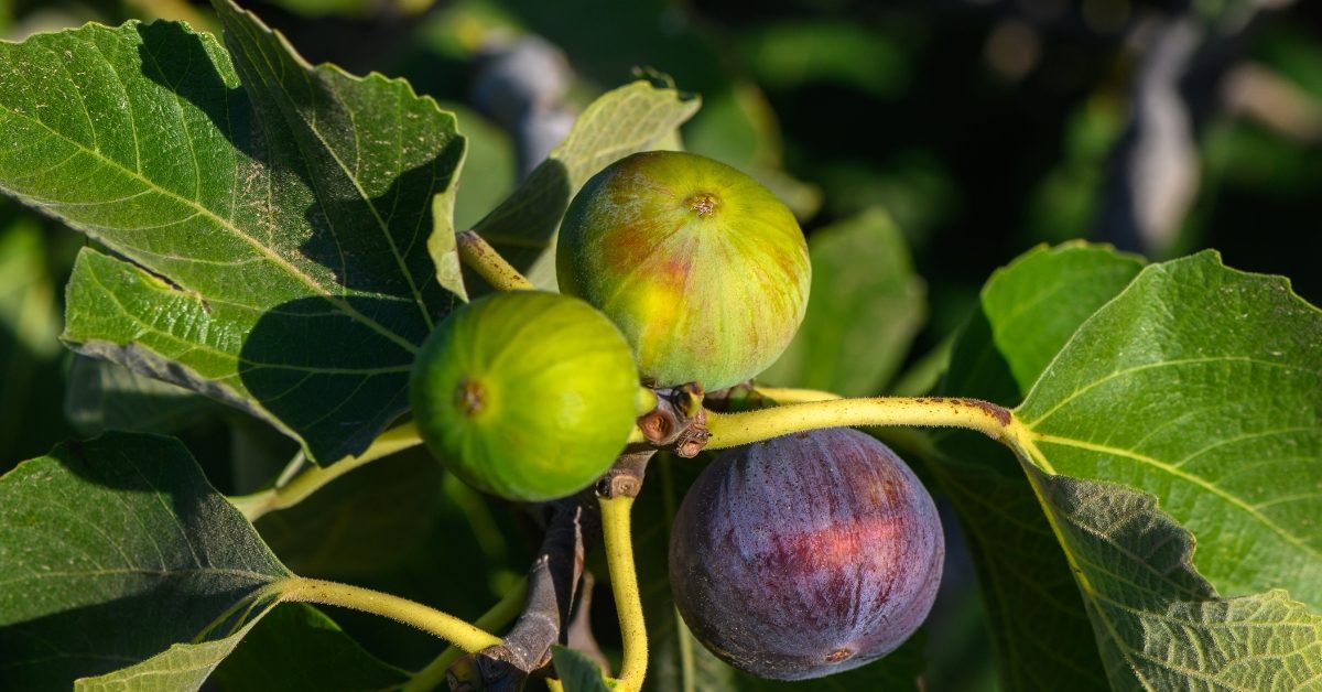 Mes figues ne mûrissent pas et tombent, que faire ?