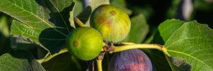 Mes figues ne mûrissent pas et tombent, que faire ?