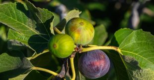 Mes figues ne mûrissent pas et tombent, que faire ? Mes figues ne mûrissent pas et tombent, que faire ?