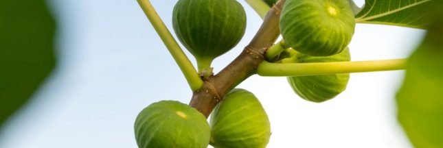 Un figuier avec des figues pas mûres et trop petites