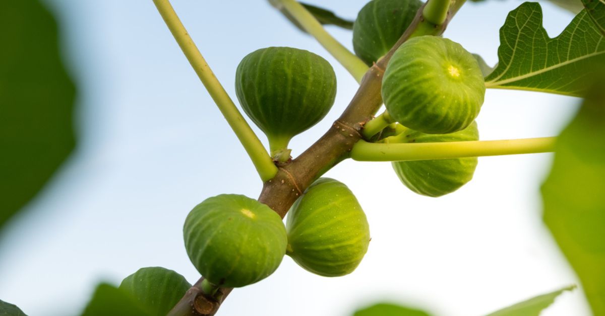 Mes figues ne mûrissent pas et tombent, que faire ?